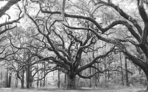 Johessee Charleston, sc
